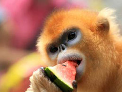 Thả một cá thể khỉ quý hiếm về rừng tự nhiên